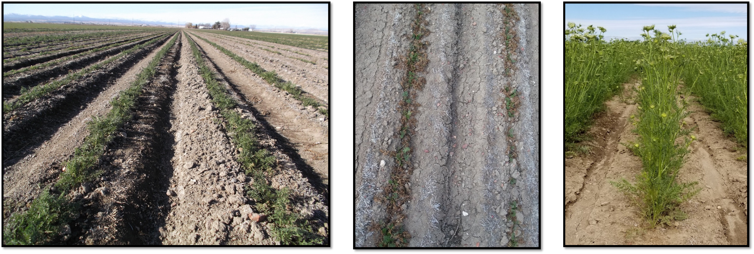 Illustration of observed carrot plant growth at select sampling dates. Left photo: October 20, 2017. Middle photo: March 12, 2018. Right photo: June 26, 2018. Photo credits to Amber Moore and Ekaterina Jeliazkova, OSU.