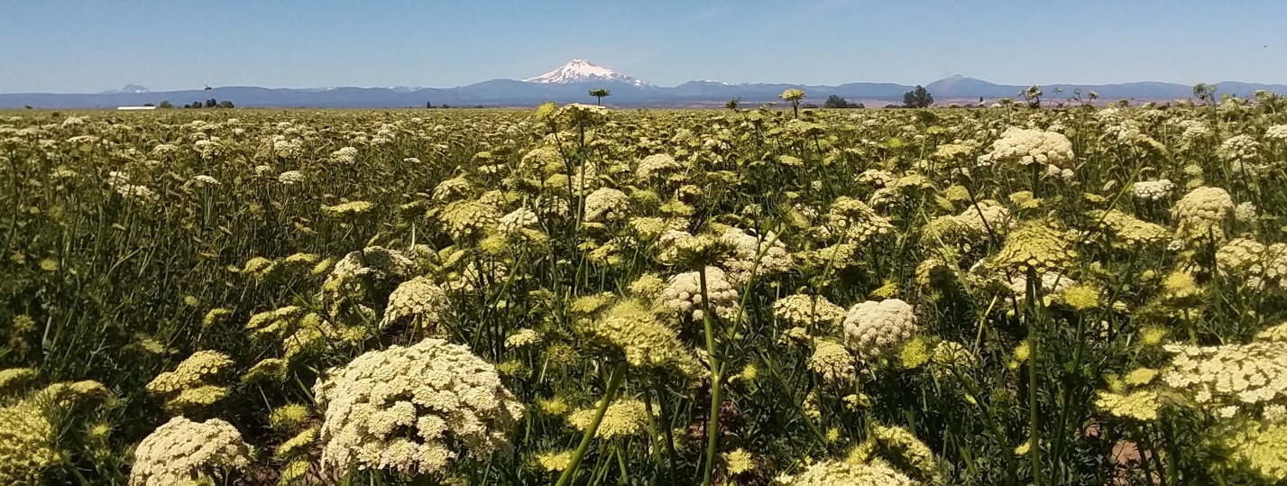 Carrot field in bloom, July 2018