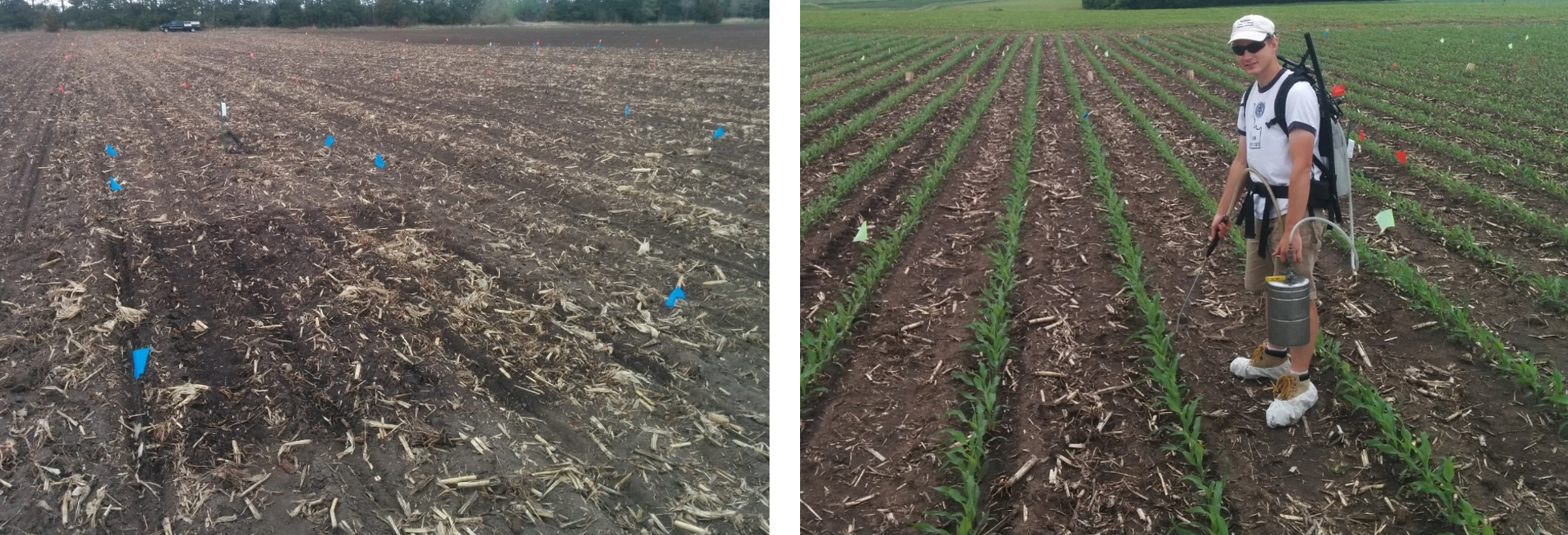 Left: The microplot immediately after receiving 15N enriched urea fertilizer